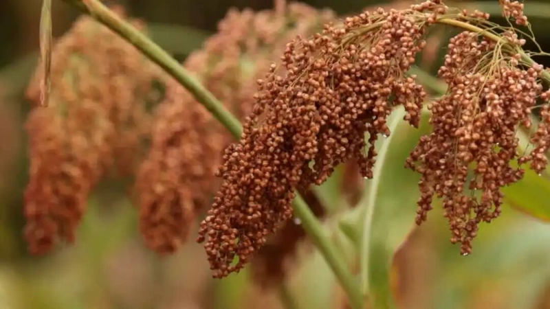 醬酒所用的紅纓子高粱。
