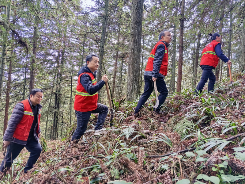 護林員巡林護林。