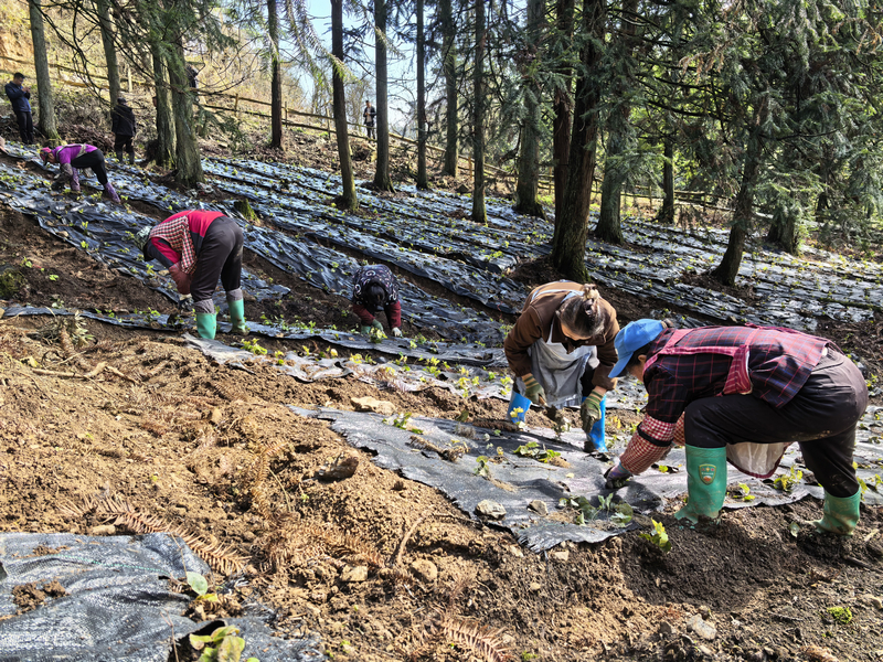 林下種植淫羊藿。