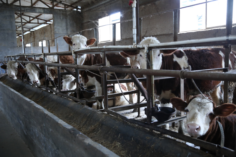 佳榮鎮威巖村盛豐養牛場。