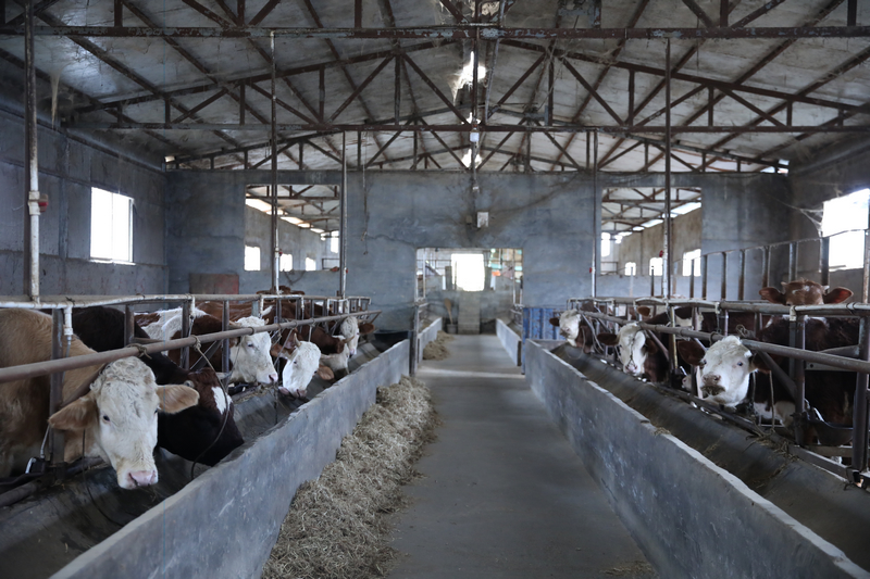 佳榮鎮威巖村盛豐養牛場。