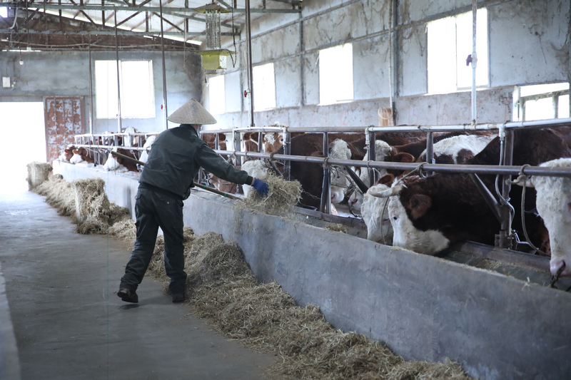 佳榮鎮威巖村盛豐養牛場。