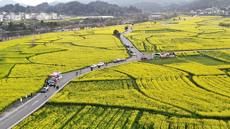 金海壩區油菜花。