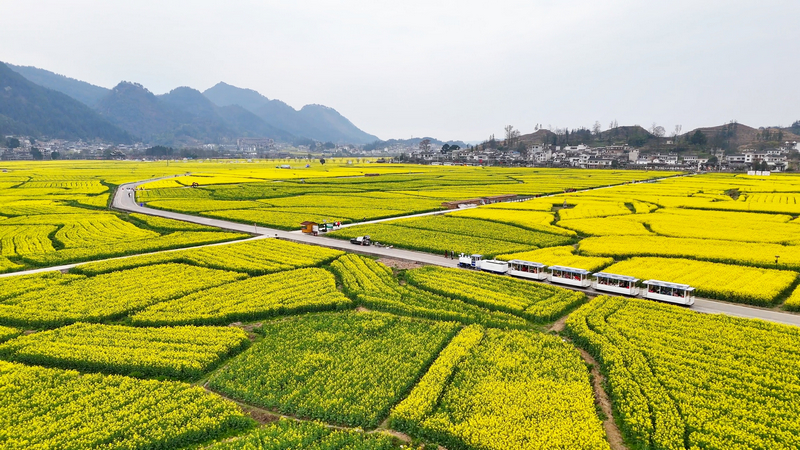 金海壩區油菜花。