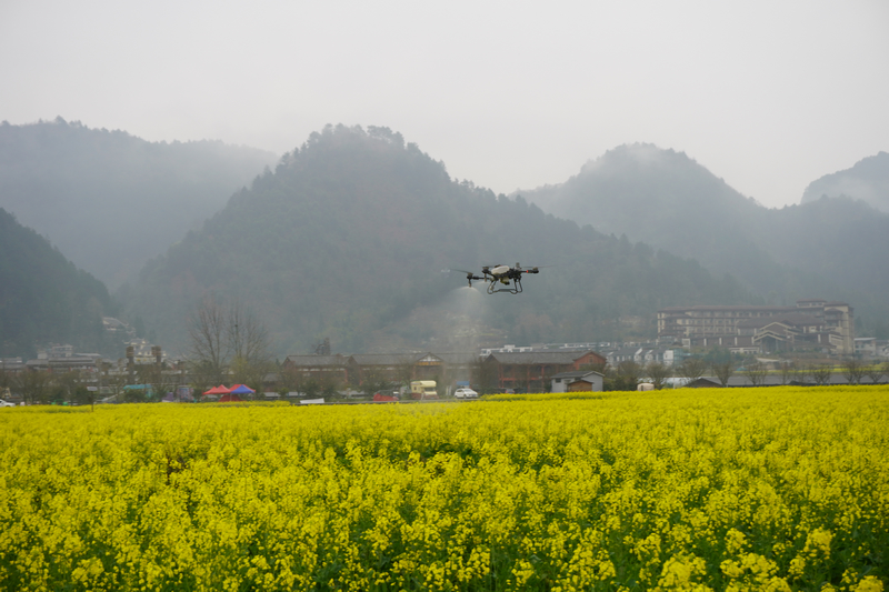 無人機在空中噴灑低空作業。