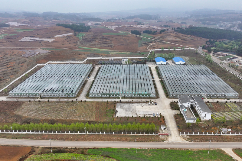 3月11日，航拍威寧江楠育苗中心大棚。