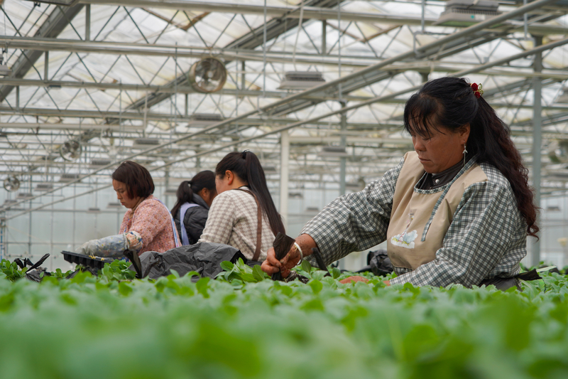 3月11日，在威寧江楠育苗中心，務工群眾在打包待運的菜苗。