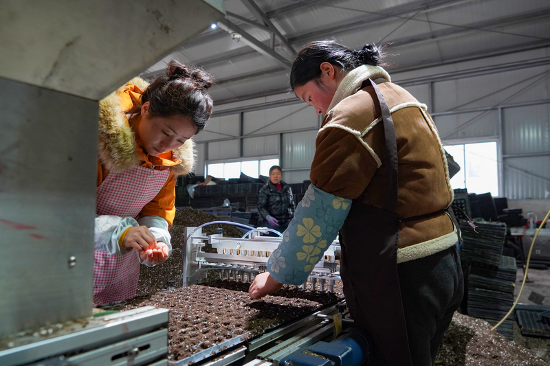 3月11日，在威寧江楠育苗中心，務工群眾在自動化一體播種機前排查漏播情況并補播。