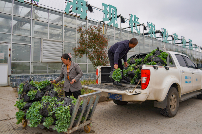 3月11日，在威寧江楠育苗中心，種植大戶在將待移栽的菜苗裝車。
