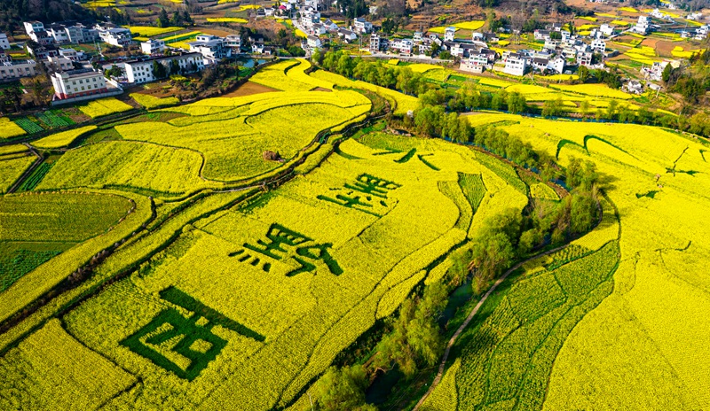 3月10日，貴州省黔西市洪水鎮解放村油菜花田園。