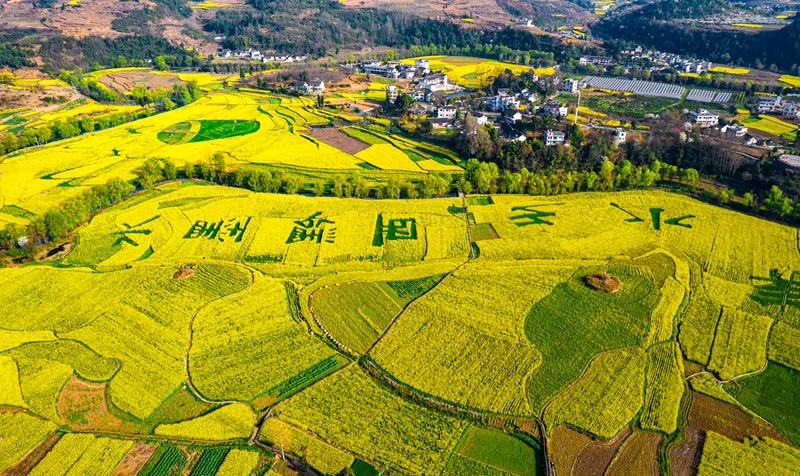 3月10日，貴州省黔西市洪水鎮解放村油菜花田園。