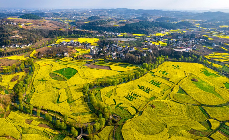 3月10日，貴州省黔西市洪水鎮解放村油菜花田園。
