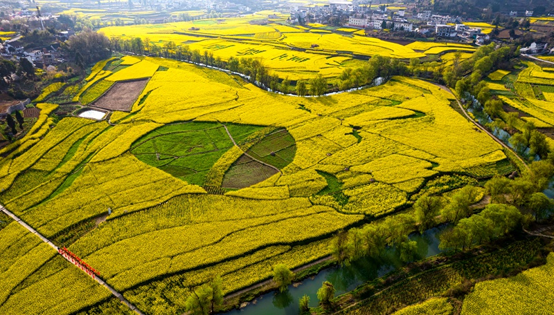 3月10日，貴州省黔西市洪水鎮解放村油菜花田園。