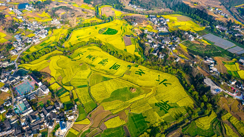 3月10日，貴州省黔西市洪水鎮解放村油菜花田園。