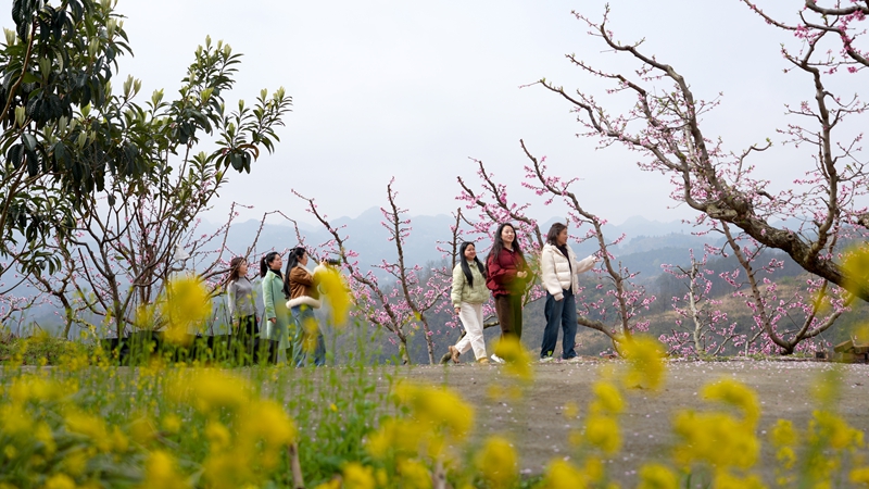 2026年3月10日,貴州省納雍縣董地鄉黎明村萬株桃花悄然進入最佳觀賞期,粉霞漫卷山崗,花瓣隨風搖曳,隨手一拍都是春日大片。謝健鋒攝