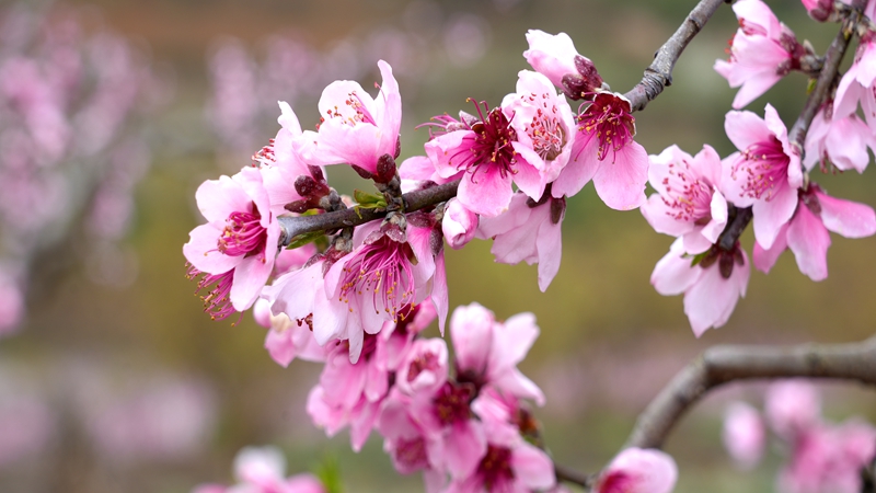 2026年3月10日,貴州省納雍縣董地鄉黎明村萬株桃花悄然進入最佳觀賞期,粉霞漫卷山崗,花瓣隨風搖曳,隨手一拍都是春日大片。謝健鋒攝