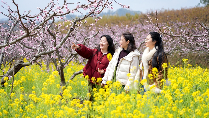 2026年3月10日,貴州省納雍縣董地鄉黎明村萬株桃花悄然進入最佳觀賞期,粉霞漫卷山崗,花瓣隨風搖曳,隨手一拍都是春日大片。謝健鋒攝