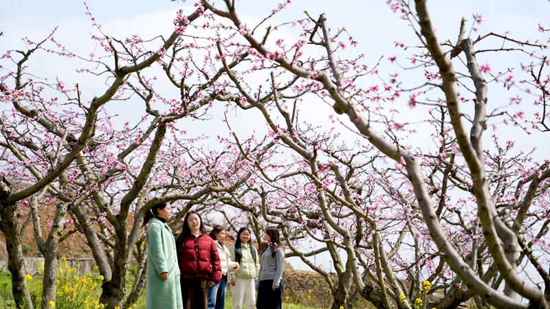2026年3月10日,貴州省納雍縣董地鄉黎明村萬株桃花悄然進入最佳觀賞期,粉霞漫卷山崗,花瓣隨風搖曳,隨手一拍都是春日大片。謝健鋒攝