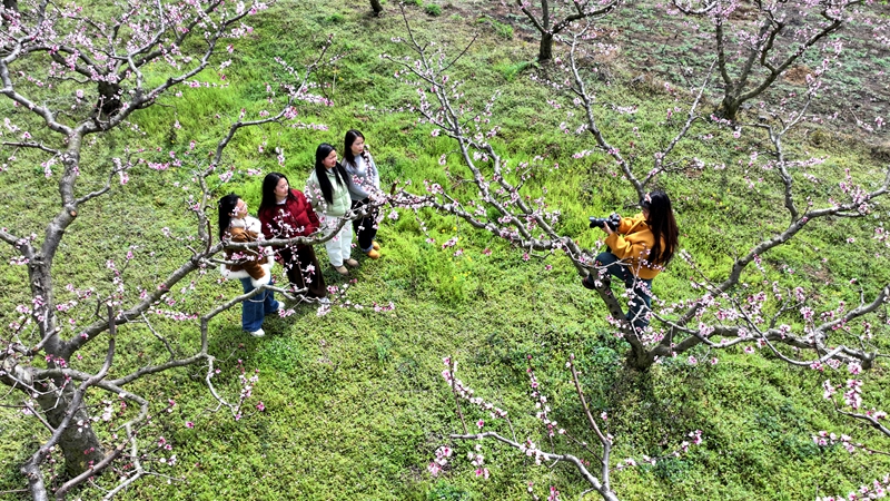 2026年3月10日,貴州省納雍縣董地鄉黎明村萬株桃花悄然進入最佳觀賞期,粉霞漫卷山崗,花瓣隨風搖曳,隨手一拍都是春日大片。謝健鋒攝