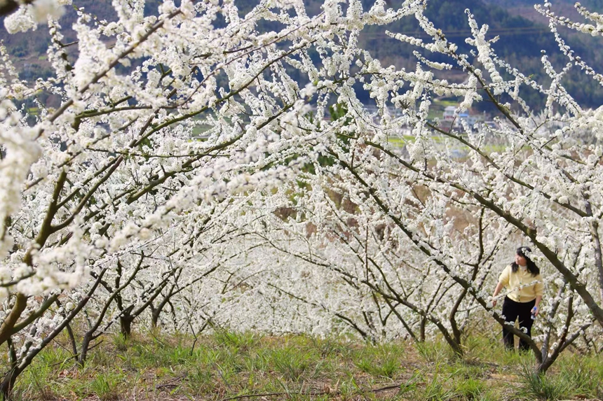 獨山朵羅村1600畝李花進入最佳觀賞期。