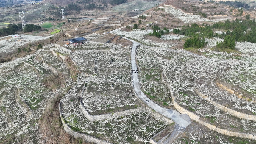 獨山朵羅村1600畝李花進入最佳觀賞期。