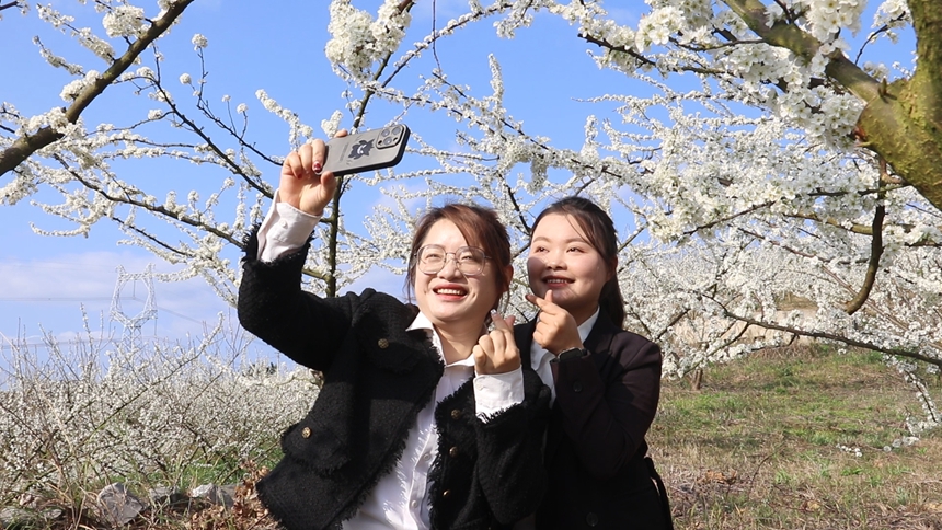 獨(dú)山朵羅村1600畝李花進(jìn)入最佳觀賞期。