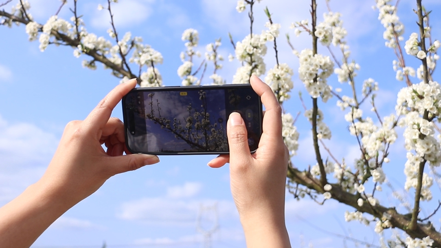 獨山朵羅村1600畝李花進入最佳觀賞期。