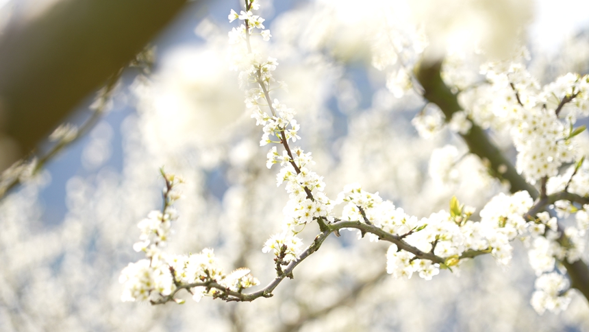 獨(dú)山朵羅村1600畝李花進(jìn)入最佳觀賞期。