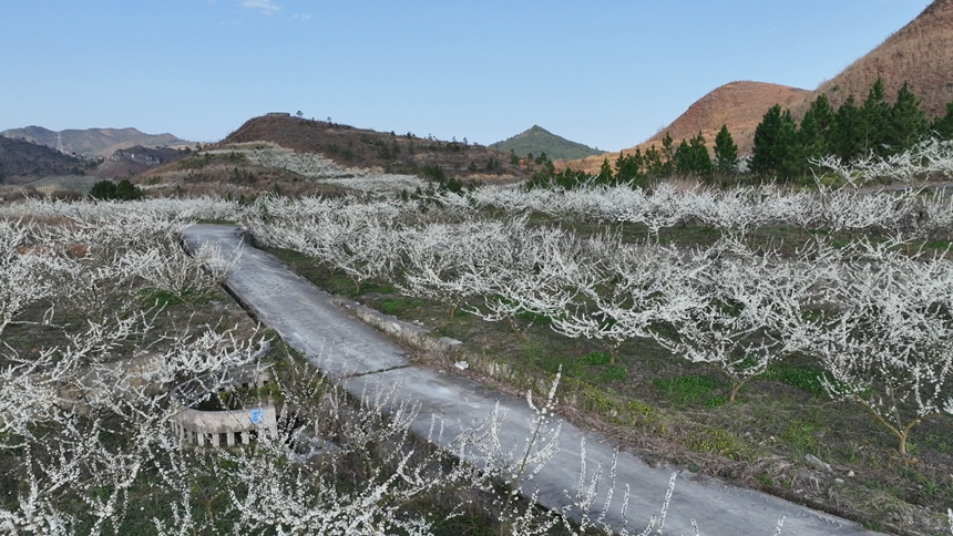 獨(dú)山朵羅村1600畝李花進(jìn)入最佳觀賞期。