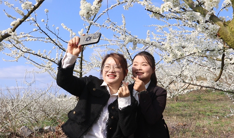 共赴純白花海之約！獨山朵羅村1600畝李花進入最佳觀賞期