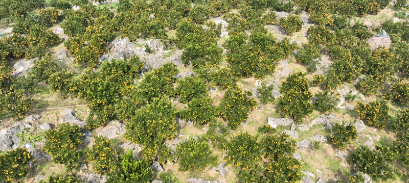 后山鎮(zhèn)幸福村椪柑林。 彭垚 攝