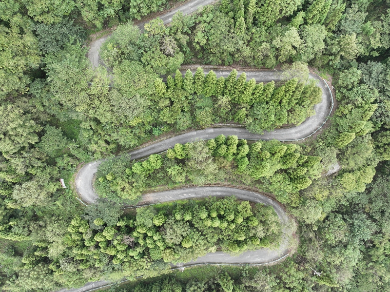 金沙縣石場鄉(xiāng)國儲林種植基地。 胡鳳至 攝.jpg