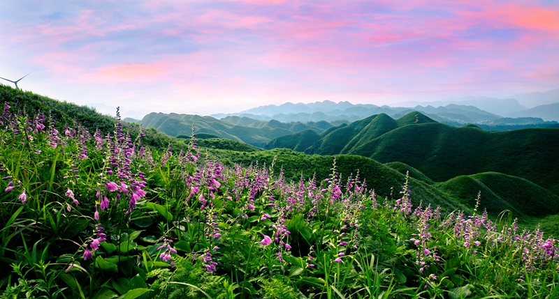 金沙玉簪花云海景區(qū)。 陳科國.jpg