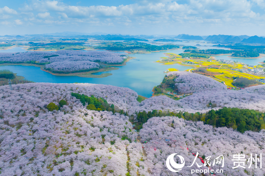 航拍貴安萬畝櫻花園。人民網 陽茜攝