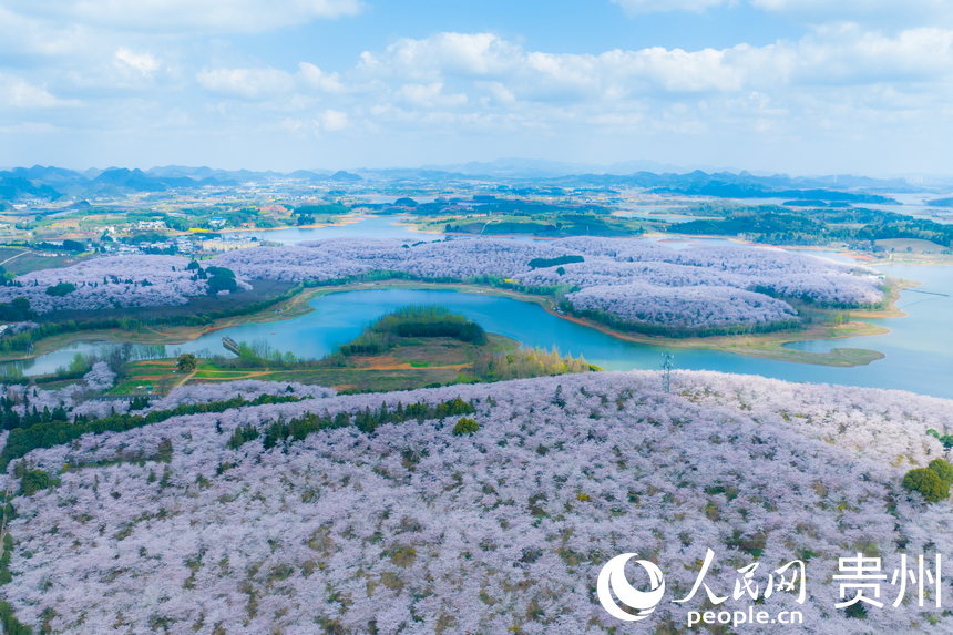航拍貴安萬(wàn)畝櫻花園。人民網(wǎng) 陽(yáng)茜攝