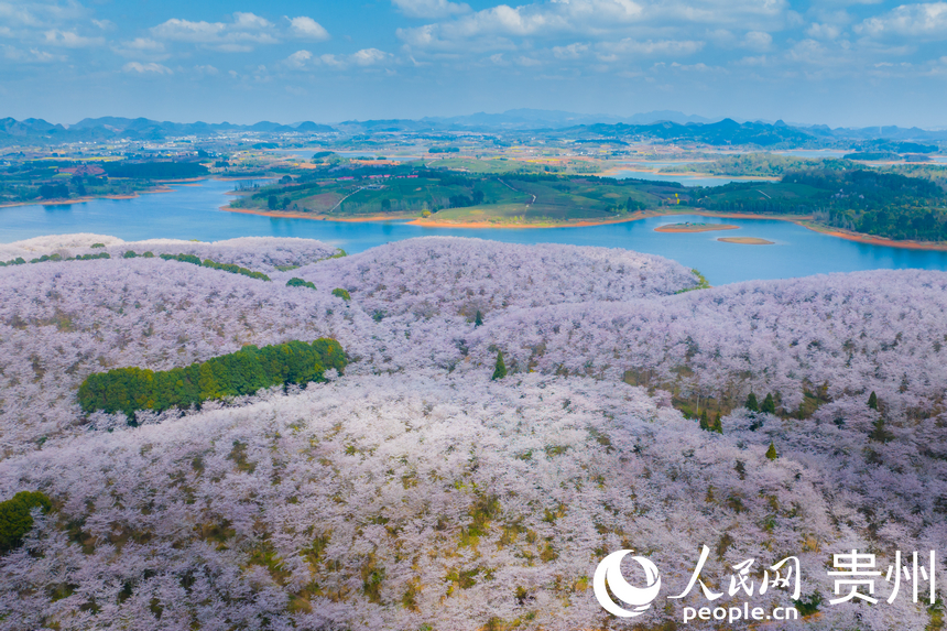 航拍貴安萬畝櫻花園。人民網 陽茜攝