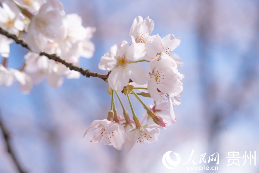 嬌艷欲滴的櫻花綻放在枝頭。人民網 陽茜攝