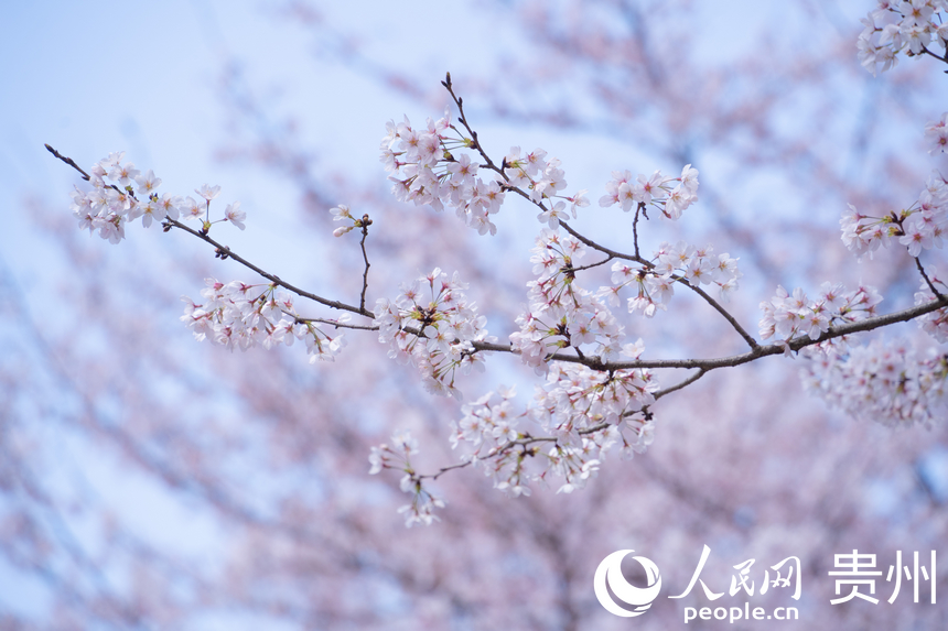 嬌艷欲滴的櫻花綻放在枝頭。人民網 陽茜攝