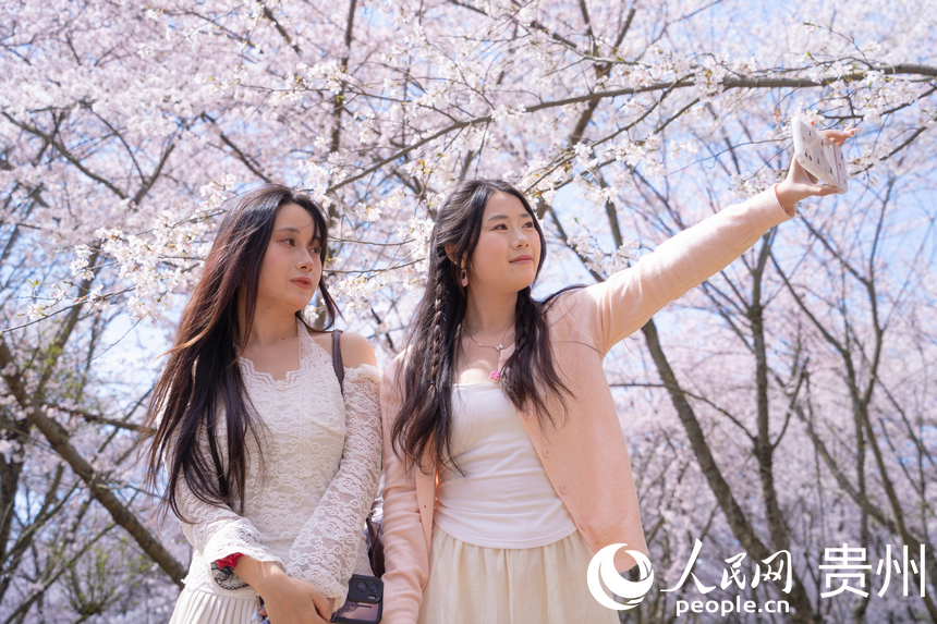 游客在櫻花樹下拍照。人民網 陽茜攝