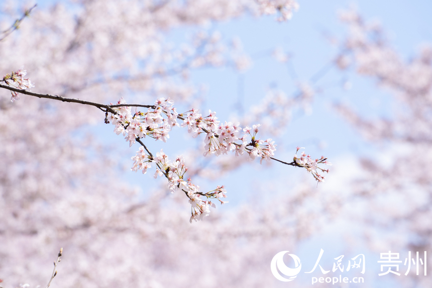 嬌艷欲滴的櫻花綻放在枝頭。人民網 陽茜攝
