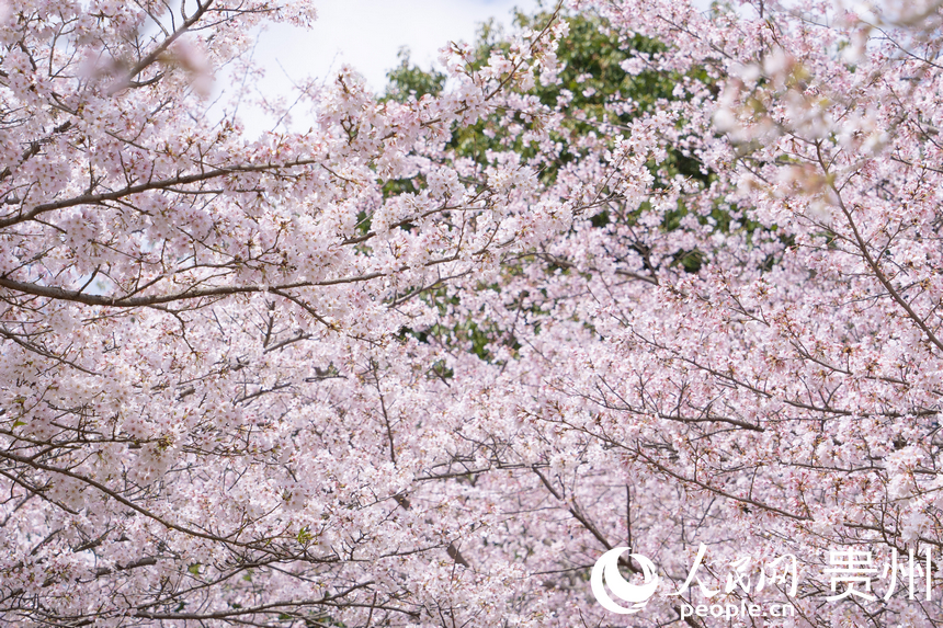 萬畝櫻花迎來最美花季。人民網 陽茜攝