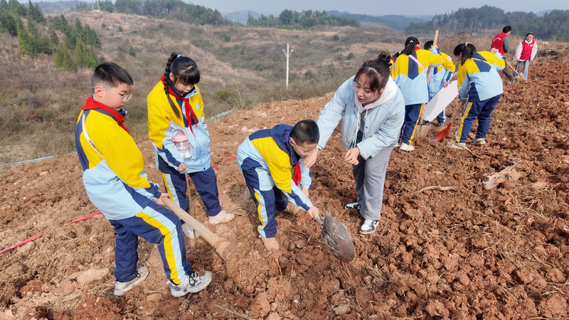 銅仁市第五小學(xué)老師教學(xué)生植樹。朱子立攝