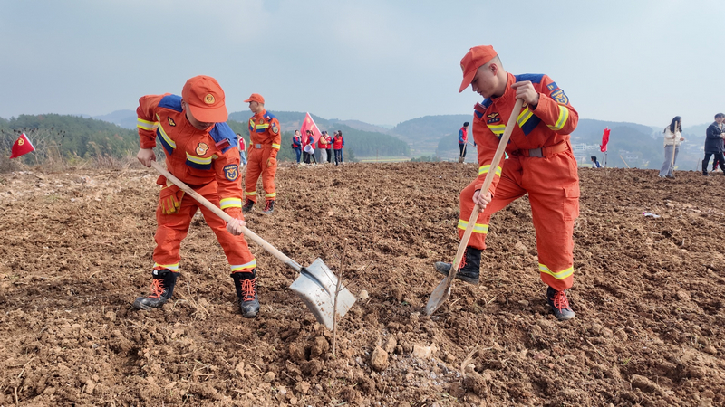 銅仁消防員現(xiàn)場種植蜂糖李樹苗。朱子立攝