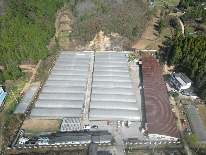 施秉縣馬號鎮育苗棚一角。