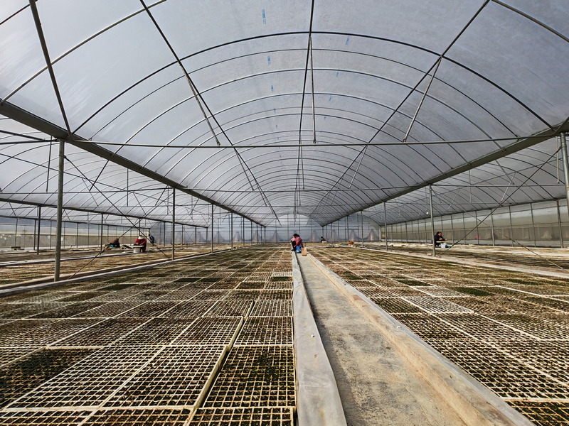 施秉縣馬號鎮育苗棚。