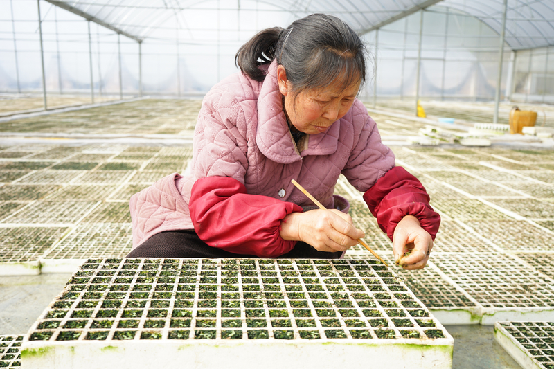 施秉縣馬號鎮村民在育苗。