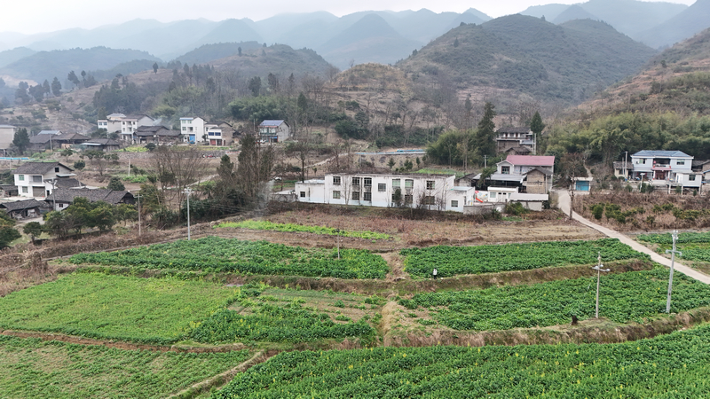 貴州石阡：油菜春管正當時 農(nóng)技下鄉(xiāng)助力糧油豐收。