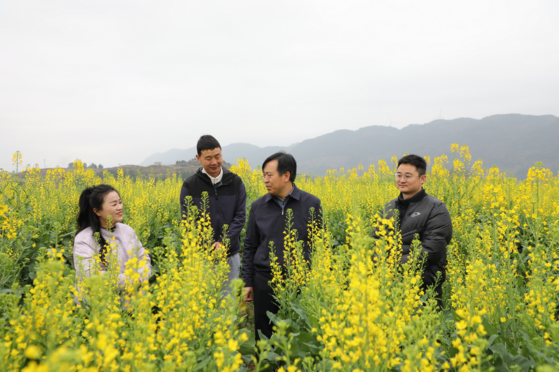 貴州石阡：油菜春管正當時 農(nóng)技下鄉(xiāng)助力糧油豐收。