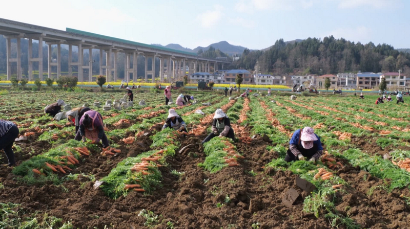 胡蘿卜種植基地里一片熱火朝天的收獲景象。