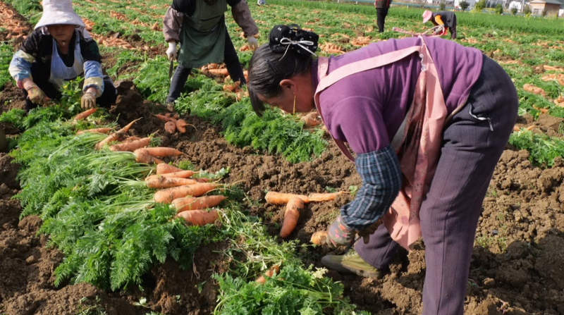 胡蘿卜種植基地里一片熱火朝天的收獲景象。